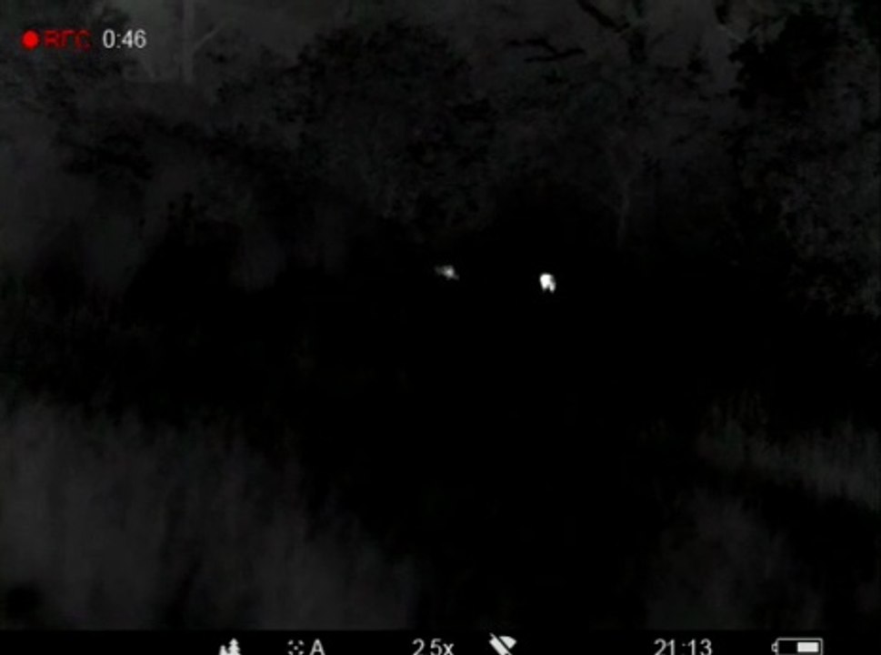 Des loups filmés à la Penne-sur-Huveaune près de Marseille