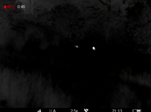 Des loups filmés à la Penne-sur-Huveaune près de Marseille