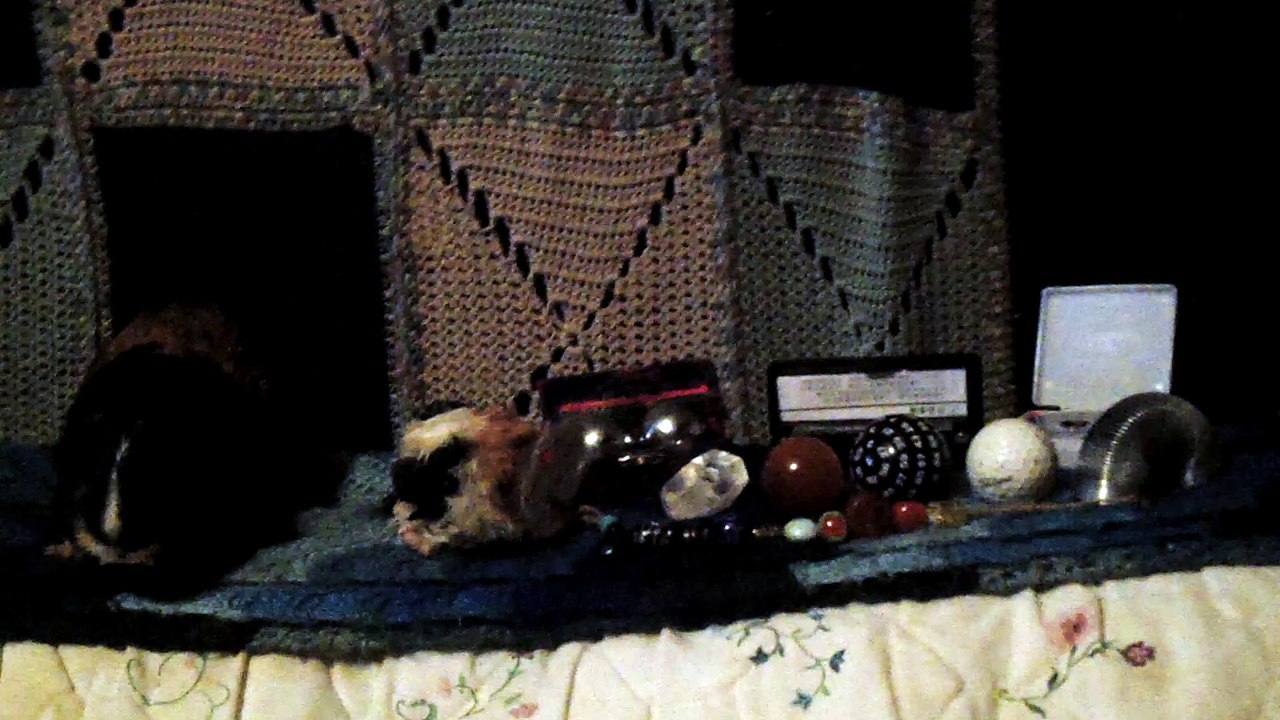 CAVIA PORCELLUS IRIS 102_8657