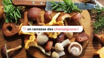 L'erreur à ne pas faire quand vous partez ramasser des champignons !