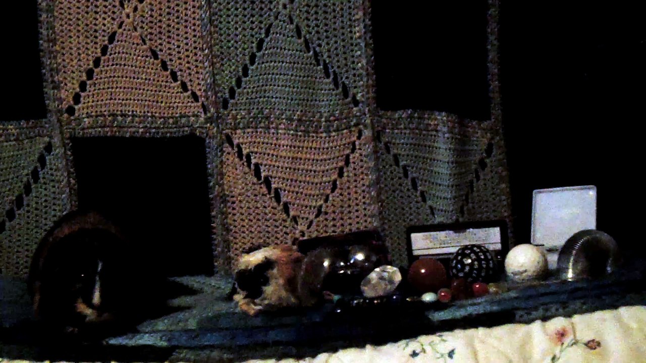 CAVIA PORCELLUS IRIS 102_8659