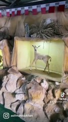 Strawberry Picking at North Sedra Farm Qatar | Kids Activity