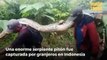 Capturan a una enorme serpiente pitón de 7 metros embarazada en una jungla de Indonesia