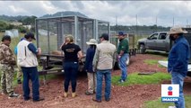 Black Jaguar-White Tiger: Aún quedan 23 grandes felinos asegurados