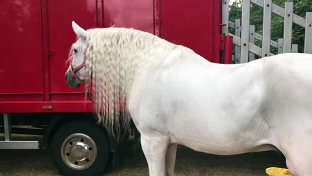 Beautiful White Horse with Long Hair Birmingham Ward End Mela 2022