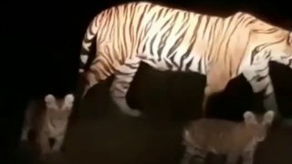 Tiger jumped, when a bike was going