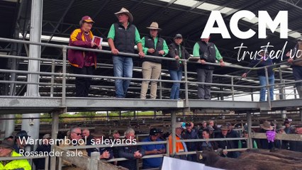 Rossander sale - Warrnambool saleyards - October 2022 - The Standard