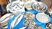 Biggest Fish Market | South Asian Fish | Amazing Fish selling Process | Fish Buy Sale Market