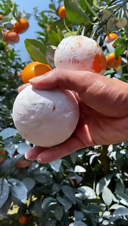 Wow Garden fruit Orange | Gardening new video in asian fruits.