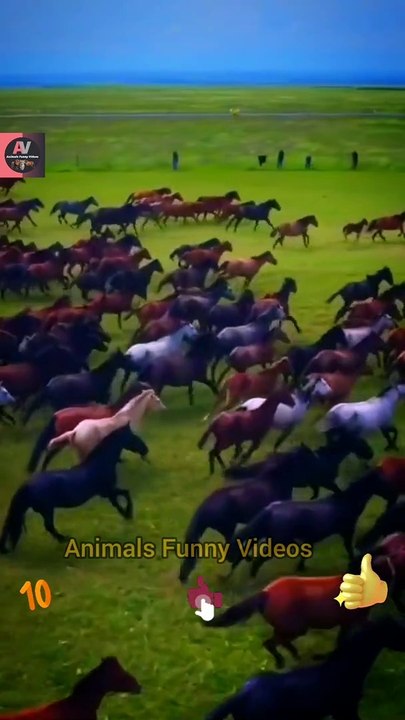 Horse Riding | Wow Amazing Horse Speed Riding | Animals Funny Videos