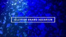 JELLYFISH@KAMO