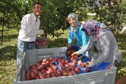 TÜRKİYE'DEKİ 4 ELMADAN 1'İNİN ÜRETİLDİĞİ ISPARTA'DA HASAT BAŞLADI