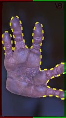 Koalas Have Fingerprints Similar To Humans #shorts