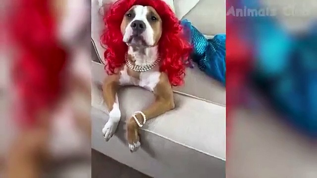 Funny Animal Videos 2022  - Funniest Cats And Dogs Videos 