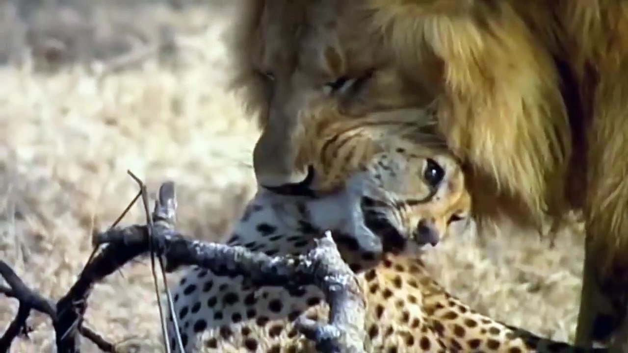 Three Cheetah Vs Male Lion Cheetah Chase Lion Cubs And Male Lion Came 