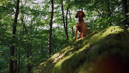 The 10 Best Camping Dog Breeds