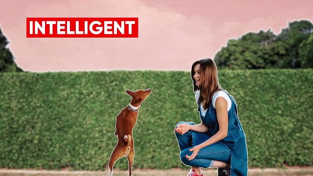 These Are The 10 Most Survivable Dog Breeds