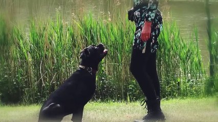 THE 10 DOG BREEDS THAT WILL NEVER BETRAY!