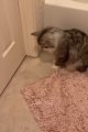 Funniest Cats and Dogs   #catvideos #cutecats #funnydogs