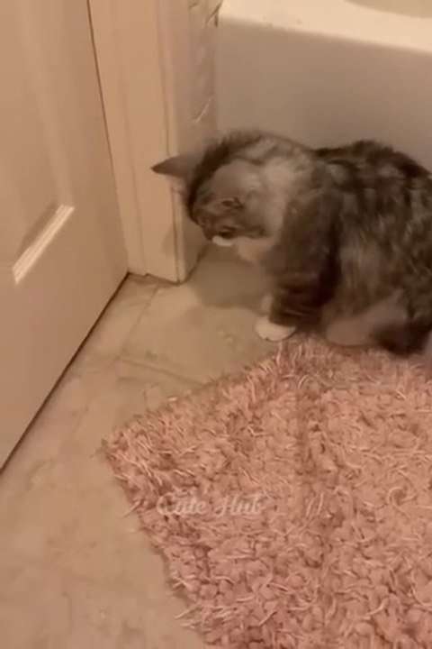 Funniest Cats and Dogs   #catvideos #cutecats #funnydogs