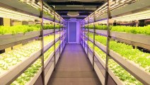 Subway salad: Taiwan metro grows organic vegetables underground