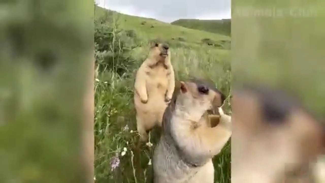 Funny Animal Videos 2022  - Funniest Cats And Dogs Videos