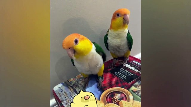 Самые смешные животные - Приколы с котами и собаками