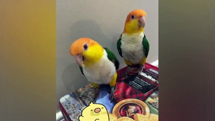 Самые смешные животные - Приколы с котами и собаками