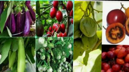 5 jenis terong yang bisa kita konsumsi