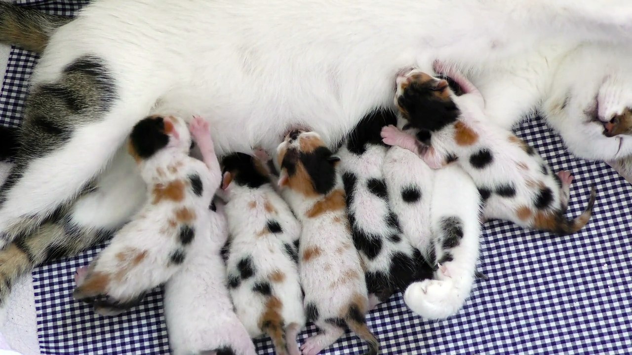 Mother Cat feeding Kitties