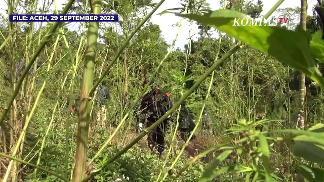 BNN Musnahkan 7 Hektar Ladang Ganja di Aceh, Total Ada 36.000 Batang Pohon