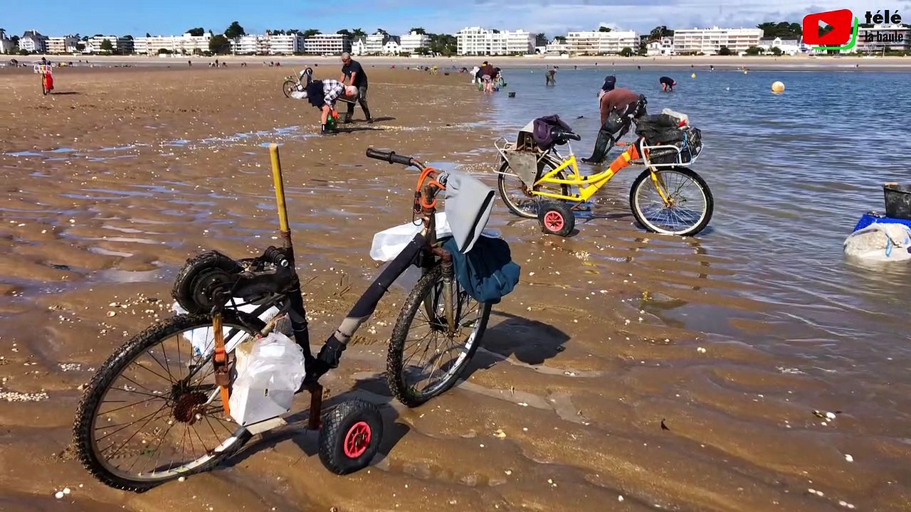 La Baule   | Pêche aux Coques  spectaculaire   | Télé La Baule