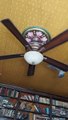 Pet Pigeon Likes Making Ceiling Fan Spin