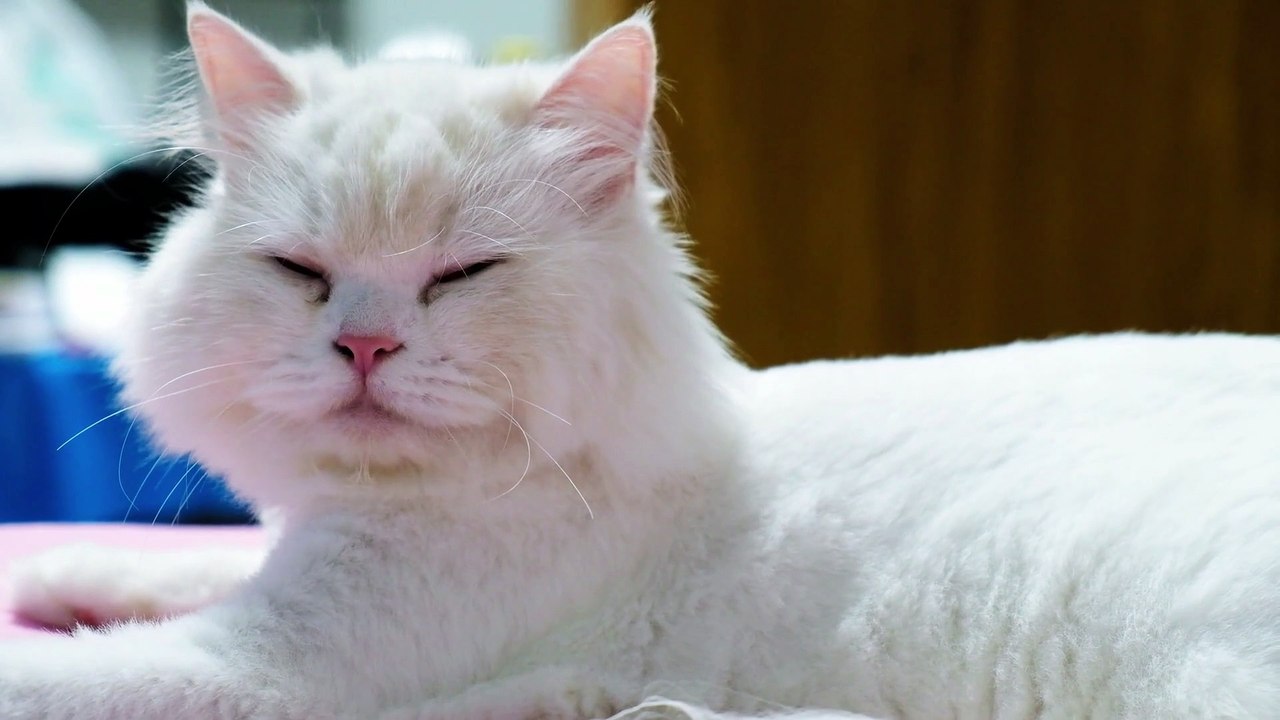 Persian Cat drowsy