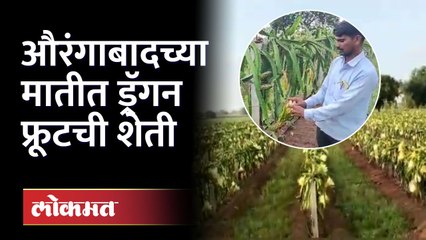 Success Story Of Dragon Fruit Farming  : १०० एकरांवर शेतकऱ्यांनी फुलवली ड्रॅगन फ्रूटची बाग