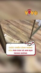Cuộc chiến căng thẳng của pug con và anh bạn trong gương