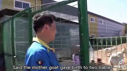 Annesi tarafından dışlanan keçi yavrusu