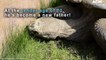 Dirk the geriatric Galapagos tortoise fathered eight babies | September 30, 2022 | ACM