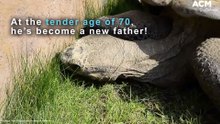 Dirk the geriatric Galapagos tortoise fathered eight babies | September 30, 2022 | ACM