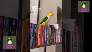 ||Talking Parrot - Parrots Talk ||COMEDY ANIMALS ||