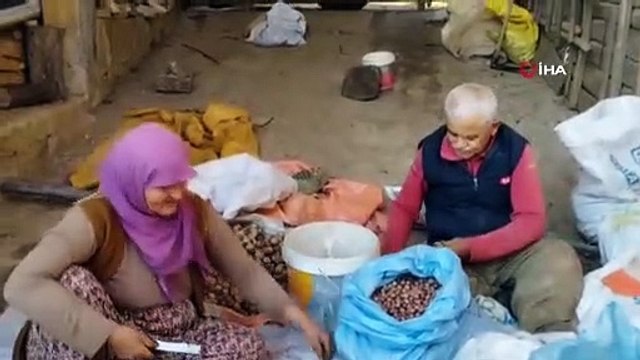 Bursa’daki köyü gören Karadeniz sanıyor...Yılda 60 ton fındık üretiyorlar