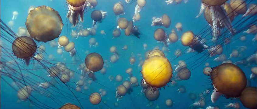 Océans Bande-annonce VF