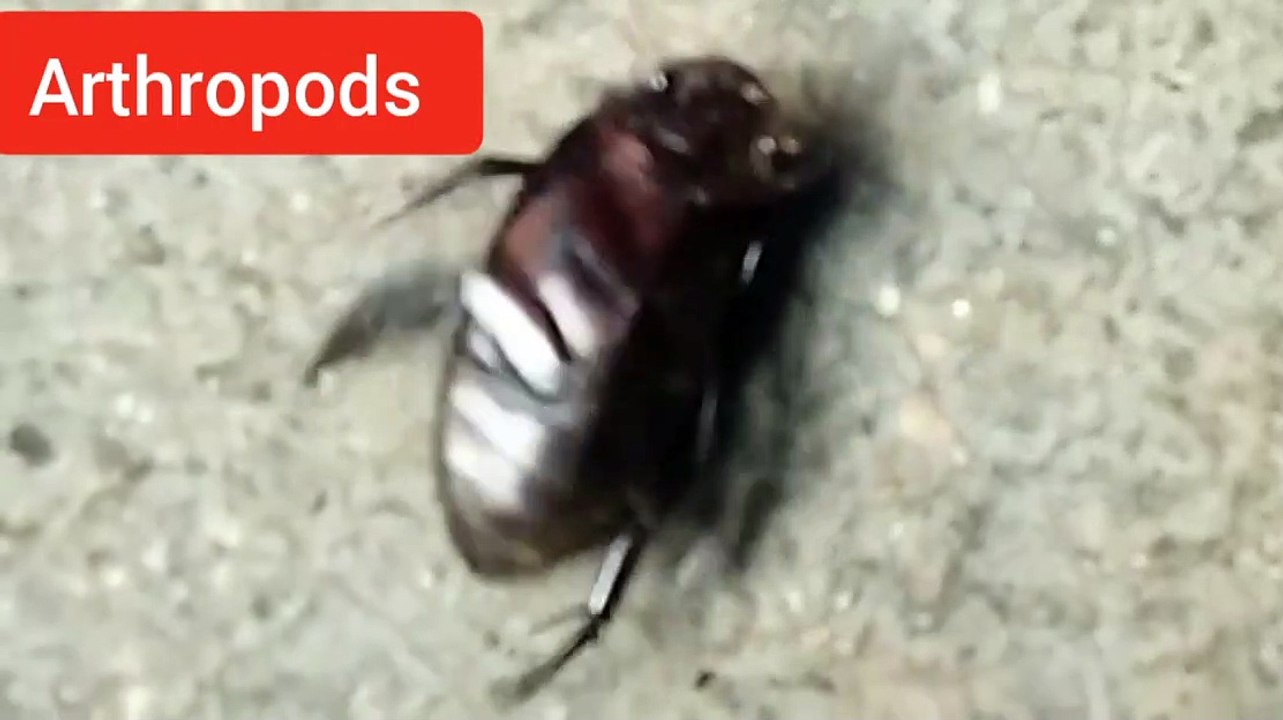 Arthropods video Dailymotion