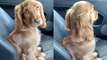 PRETTY cocker spaniel gives her owner the look of LOVE