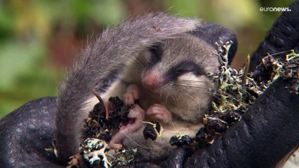 شاهد: اكتشاف حيوان صغير نادر للغاية ببوستالم في سالزبورغ النمساوية