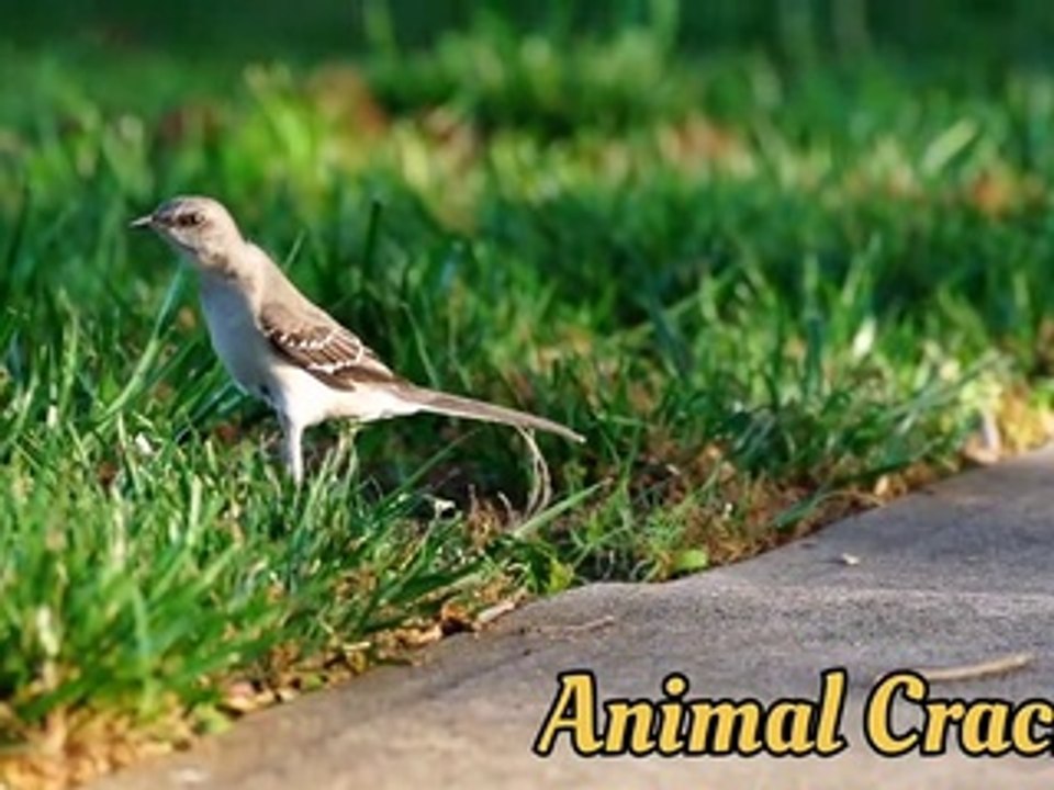 Top 10 Beautiful Golden Pheasants and Wading Birds Part 1