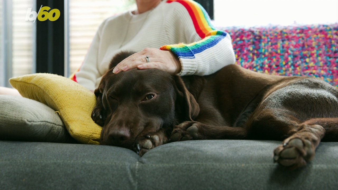 What if Your Pet Could Talk? video Dailymotion