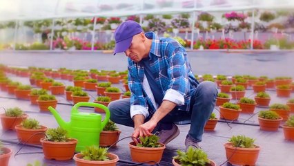 10 Hard Working Farm Dog Breeds