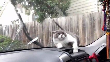 Baby Cats - Cute and Funny Cat Videos Compilation #37 - Aww Animals