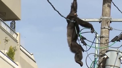 Electrical Shocks Will Not Be Merciful To Any Animal